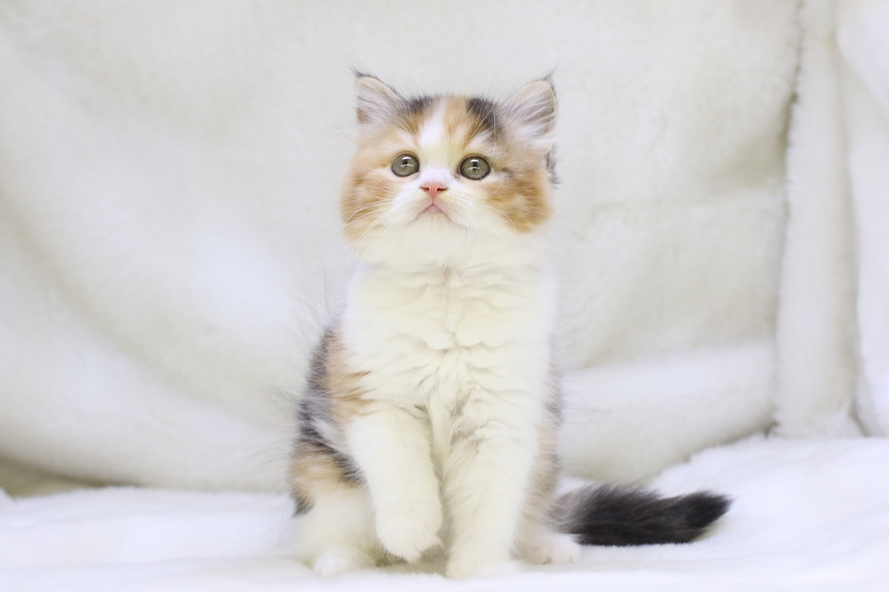 埼玉県のサイベリアン (かねだい草加店/2025年5月10日生まれ/女の子/キャリコ)の子猫の1枚目の画像