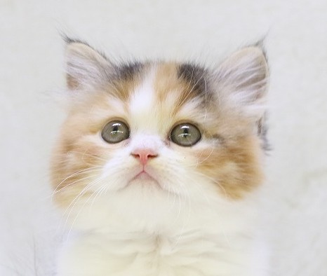 埼玉県のサイベリアン (かねだい草加店/2025年5月10日生まれ/女の子/キャリコ)の子猫の2枚目の画像