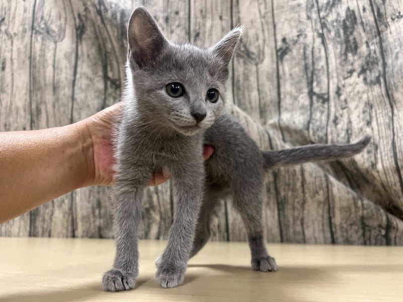 埼玉県のロシアンブルー (かねだいアクアパーク店/2025年5月3日生まれ/女の子/ブルー)の子猫