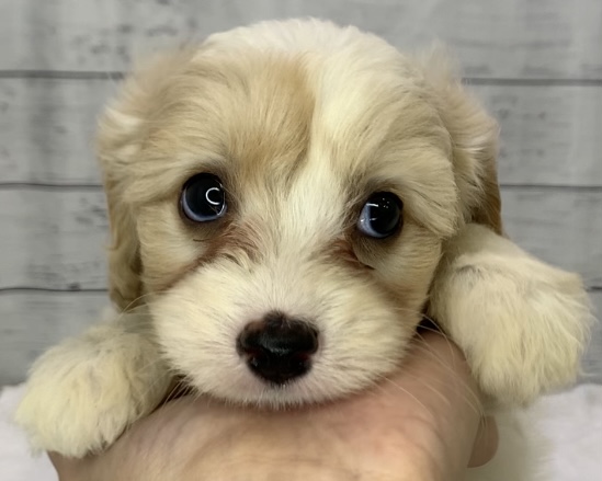 千葉県のハーフ犬・ミックス犬 (かねだい千葉店/2025年5月10日生まれ/男の子/クリームホワイト)の子犬の1枚目の画像