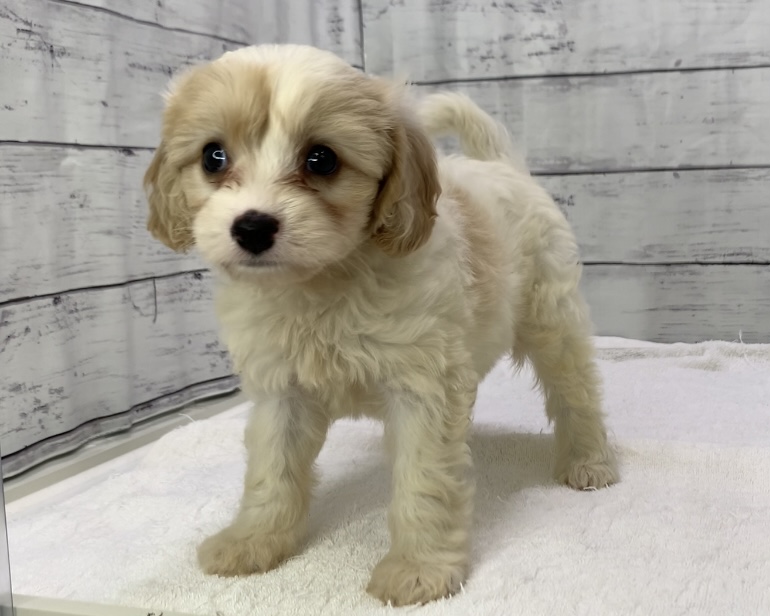 千葉県のハーフ犬・ミックス犬 (かねだい千葉店/2025年5月10日生まれ/男の子/クリームホワイト)の子犬の2枚目の画像