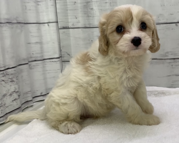千葉県のハーフ犬・ミックス犬 (かねだい千葉店/2025年5月10日生まれ/男の子/クリームホワイト)の子犬の3枚目の画像