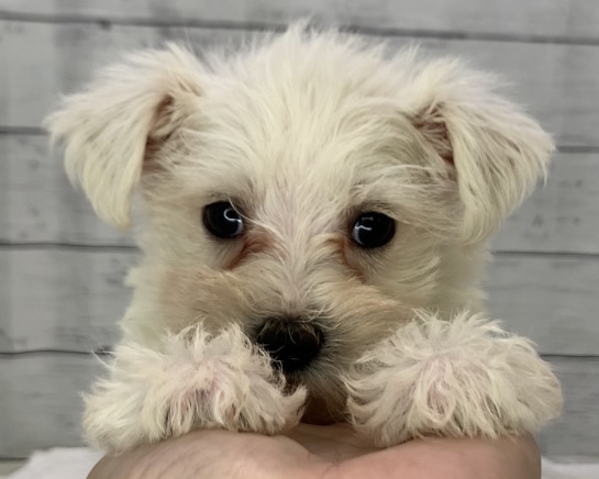 千葉県のハーフ犬・ミックス犬 (かねだい千葉店/2025年4月27日生まれ/女の子/ホワイト)の子犬の1枚目の画像