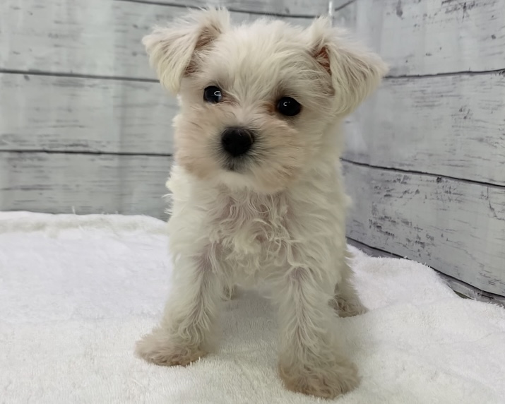 千葉県のハーフ犬・ミックス犬 (かねだい千葉店/2025年4月27日生まれ/女の子/ホワイト)の子犬の2枚目の画像