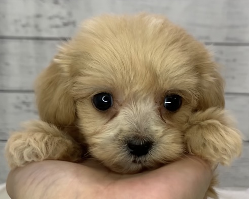 千葉県のハーフ犬・ミックス犬 (かねだい千葉店/2025年5月9日生まれ/男の子/その他色)の子犬の1枚目の画像