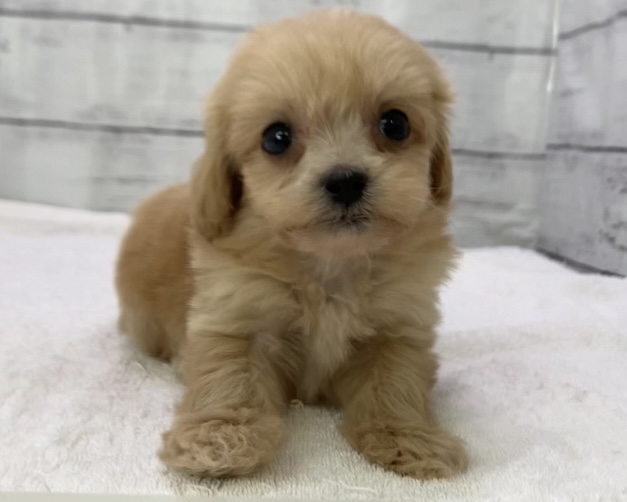 千葉県のハーフ犬・ミックス犬 (かねだい千葉店/2025年5月9日生まれ/男の子/その他色)の子犬の2枚目の画像