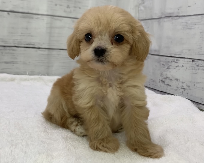 千葉県のハーフ犬・ミックス犬 (かねだい千葉店/2025年5月9日生まれ/男の子/その他色)の子犬の3枚目の画像