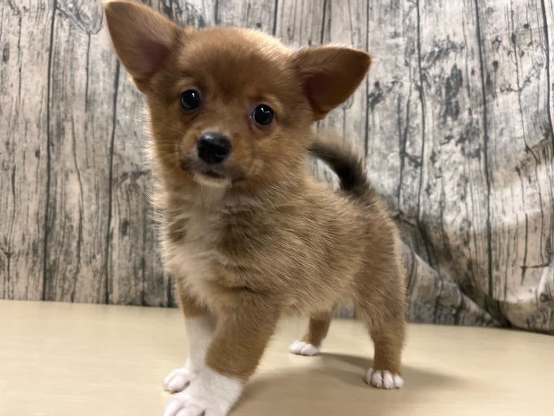 埼玉県のハーフ犬・ミックス犬 (かねだいアクアパーク店/2025年5月10日生まれ/男の子/レッドホワイト)の子犬