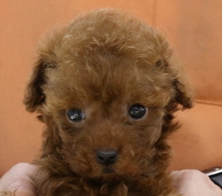 埼玉県のトイプードル(トイ) (かねだい草加店/2025年5月11日生まれ/男の子/レッド)の子犬の2枚目の画像
