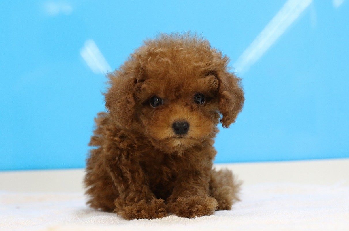埼玉県のトイプードル(トイ) (かねだい草加店/2025年5月10日生まれ/男の子/レッド)の子犬の1枚目の画像