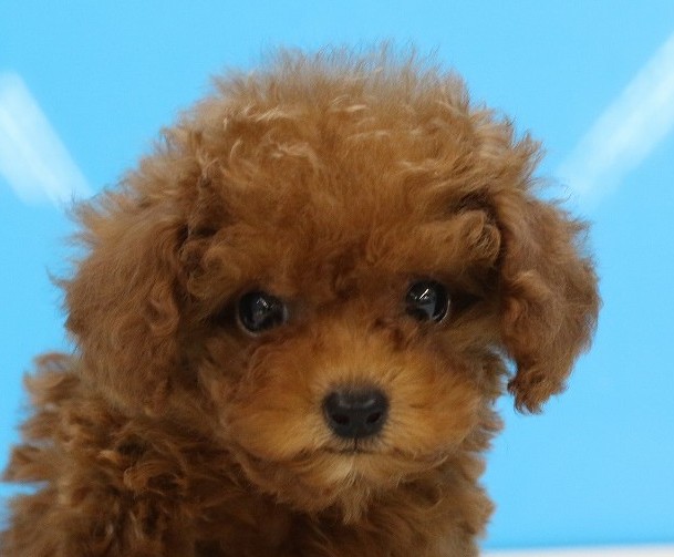 埼玉県のトイプードル(トイ) (かねだい草加店/2025年5月10日生まれ/男の子/レッド)の子犬の2枚目の画像