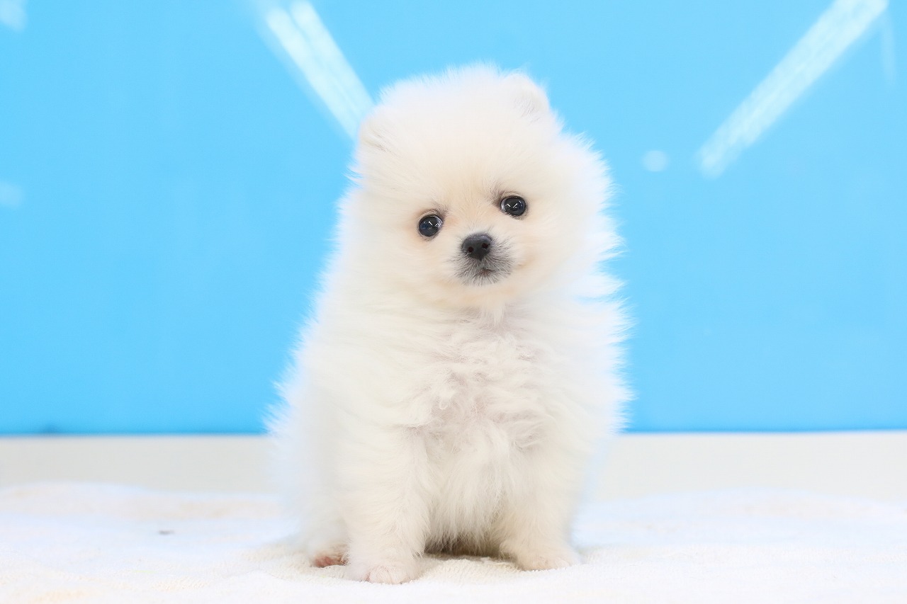 埼玉県のポメラニアン (かねだい草加店/2025年5月5日生まれ/女の子/クリーム)の子犬の1枚目の画像