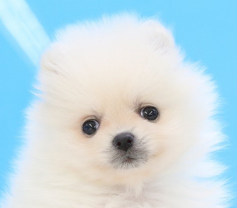 埼玉県のポメラニアン (かねだい草加店/2025年5月5日生まれ/女の子/クリーム)の子犬の2枚目の画像