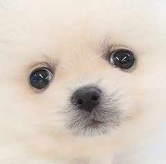 埼玉県のポメラニアン (かねだい草加店/2025年5月5日生まれ/女の子/クリーム)の子犬の3枚目の画像