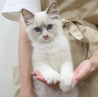 神奈川県のラグドール (かねだい伊勢原店/2025年5月1日生まれ/女の子/ブルーポイントバイカラー)の子猫