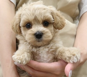 神奈川県のハーフ犬・ミックス犬 (かねだい伊勢原店/2025年5月10日生まれ/女の子/クリーム)の子犬