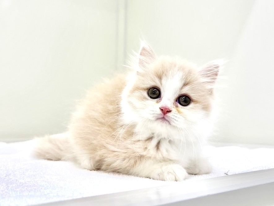 東京都のサイベリアン (かねだい本町田店/2025年5月10日生まれ/男の子/カメオホワイト)の子猫の1枚目の画像