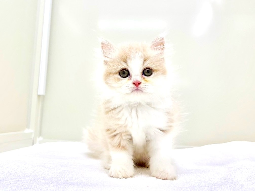 東京都のサイベリアン (かねだい本町田店/2025年5月10日生まれ/男の子/カメオホワイト)の子猫の2枚目の画像