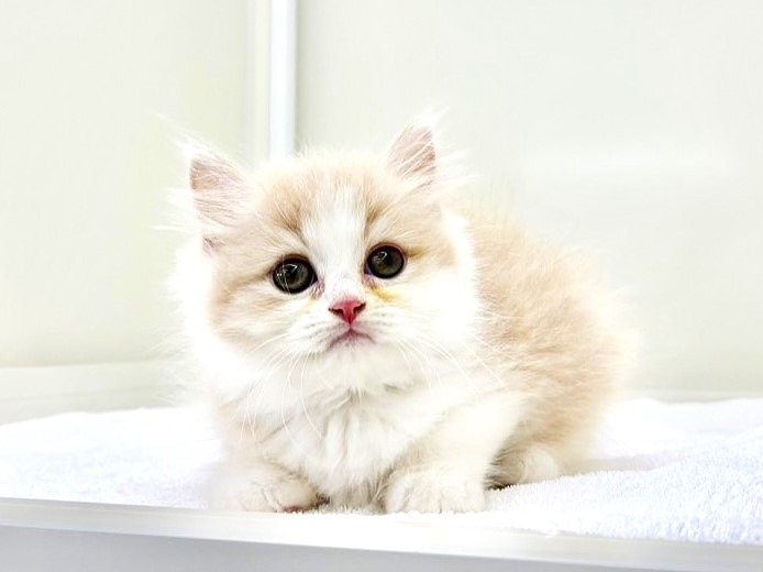 東京都のサイベリアン (かねだい本町田店/2025年5月10日生まれ/男の子/カメオホワイト)の子猫の3枚目の画像