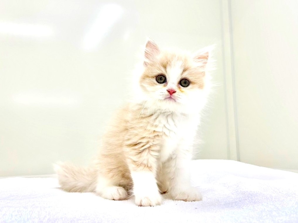 東京都のサイベリアン (かねだい本町田店/2025年5月10日生まれ/男の子/カメオホワイト)の子猫の4枚目の画像