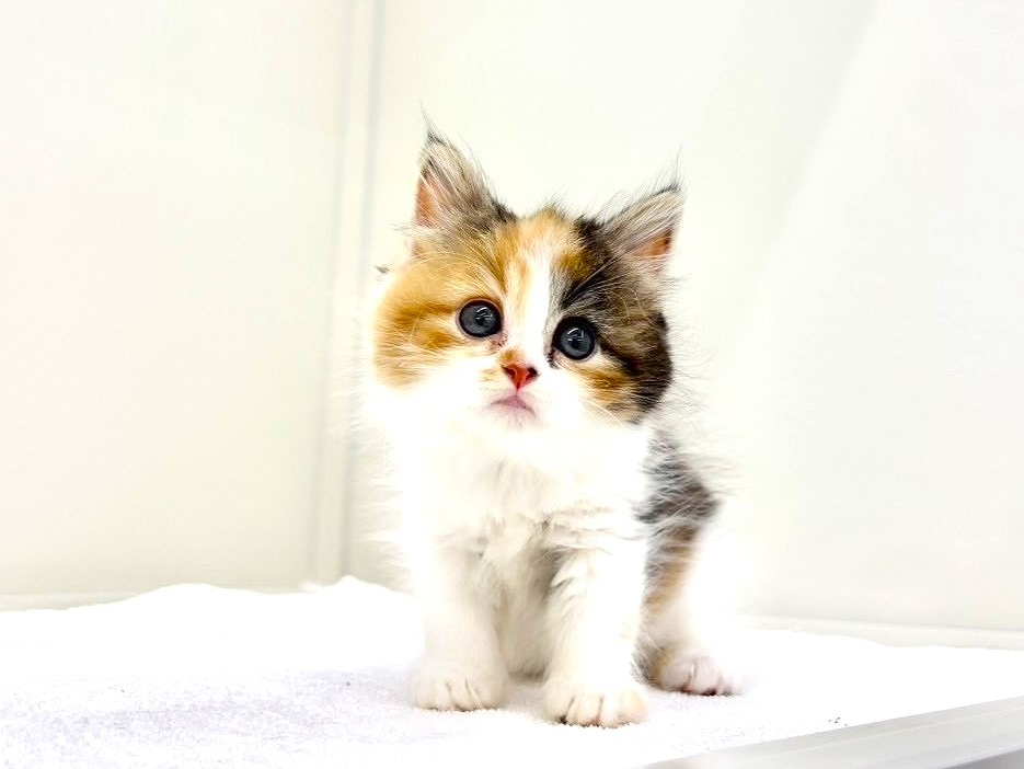 東京都のサイベリアン (かねだい本町田店/2025年5月10日生まれ/女の子/キャリコ)の子猫の4枚目の画像