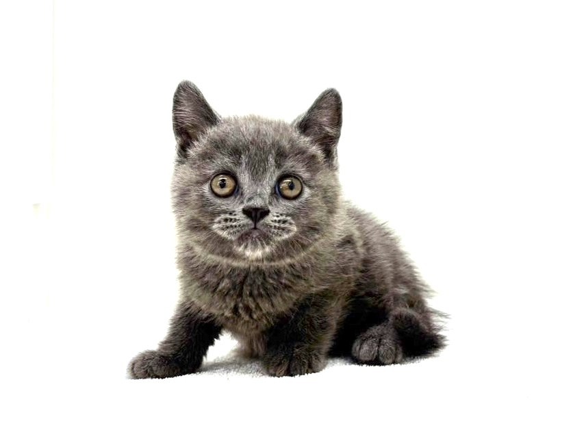 東京都のブリティッシュショートヘアー (かねだい本町田店/2025年5月4日生まれ/男の子/ブルー)の子猫の1枚目の画像