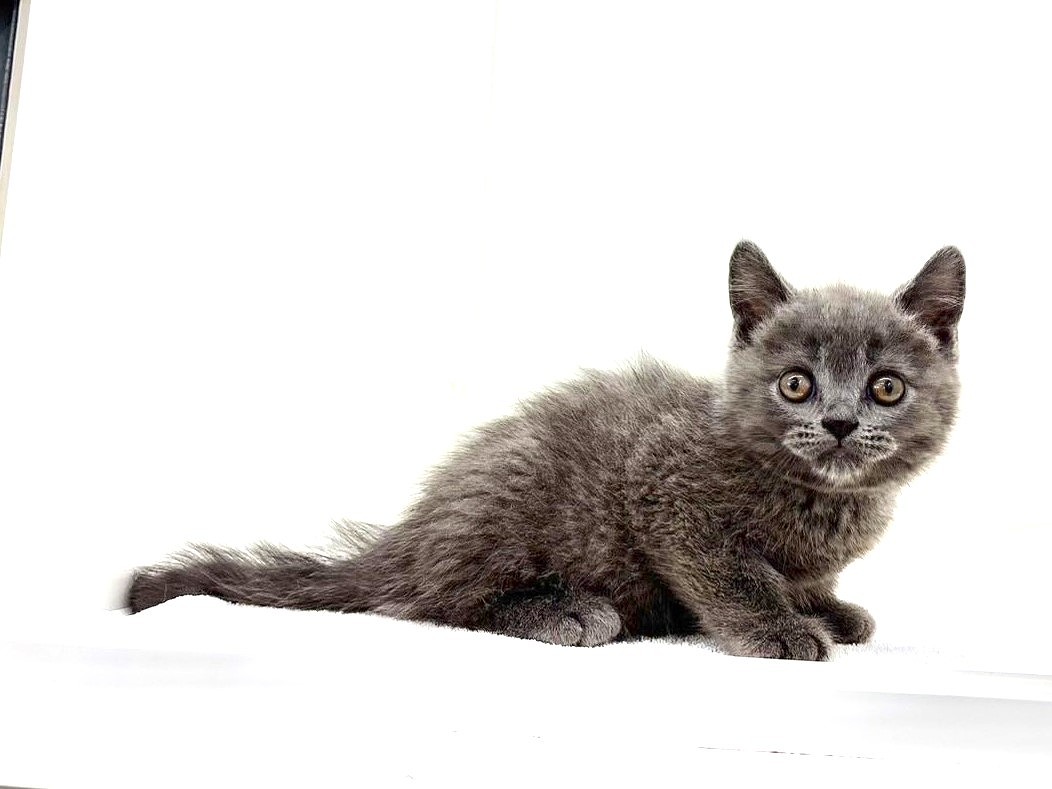 東京都のブリティッシュショートヘアー (かねだい本町田店/2025年5月4日生まれ/男の子/ブルー)の子猫の2枚目の画像