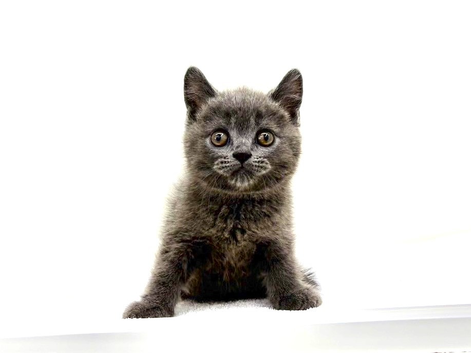 東京都のブリティッシュショートヘアー (かねだい本町田店/2025年5月4日生まれ/男の子/ブルー)の子猫の3枚目の画像