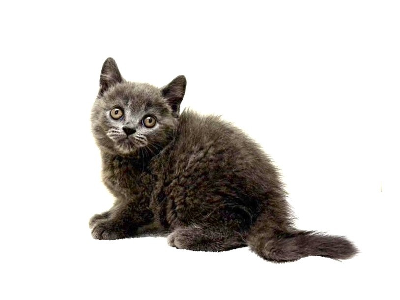 東京都のブリティッシュショートヘアー (かねだい本町田店/2025年5月4日生まれ/男の子/ブルー)の子猫の4枚目の画像