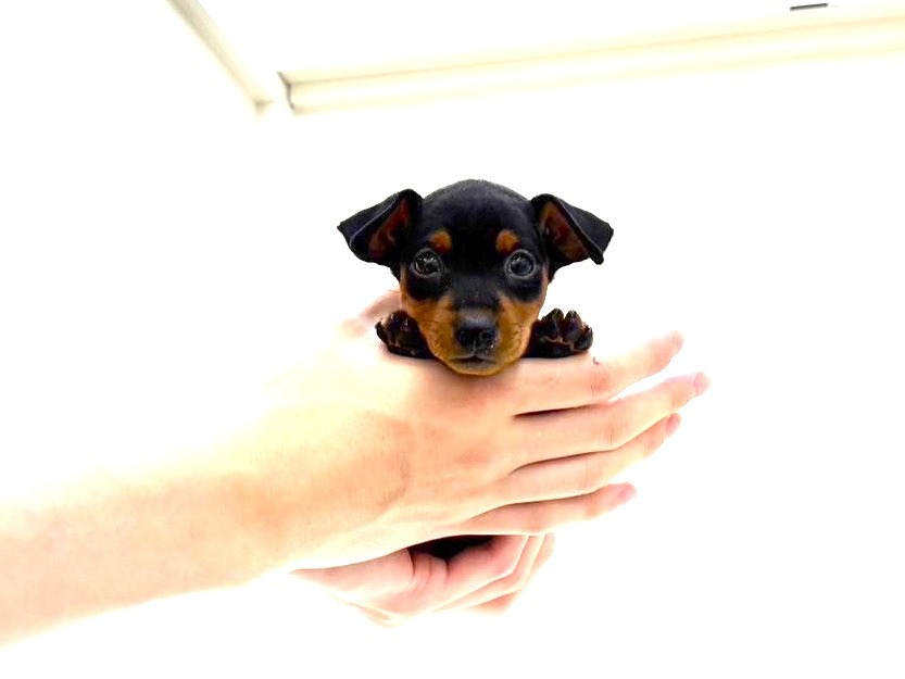 東京都のミニチュアピンシャー (かねだい本町田店/2025年5月9日生まれ/男の子/ブラックタン)の子犬の3枚目の画像
