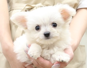 神奈川県のハーフ犬・ミックス犬 (かねだい伊勢原店/2025年5月11日生まれ/男の子/その他色)の子犬