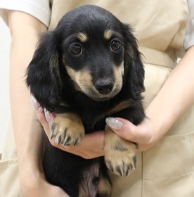 神奈川県のカニンヘンダックスフンド(ロング) (かねだい伊勢原店/2025年5月11日生まれ/男の子/ブラックイエロー)の子犬