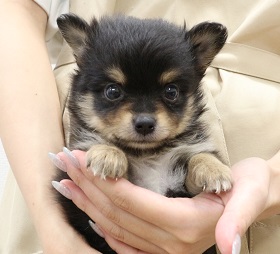 神奈川県のハーフ犬・ミックス犬 (かねだい伊勢原店/2025年5月9日生まれ/男の子/ブラックタン)の子犬