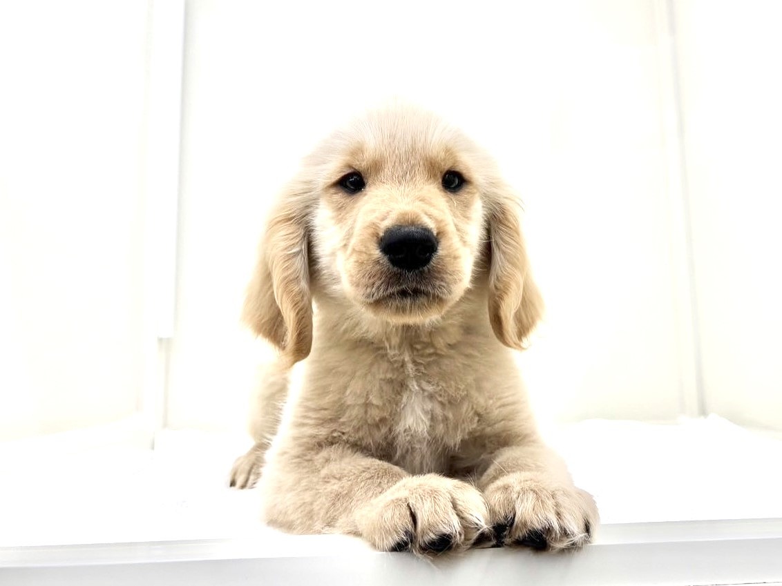 東京都のゴールデンレトリバー (かねだい本町田店/2025年5月2日生まれ/男の子/ゴールデン)の子犬の1枚目の画像