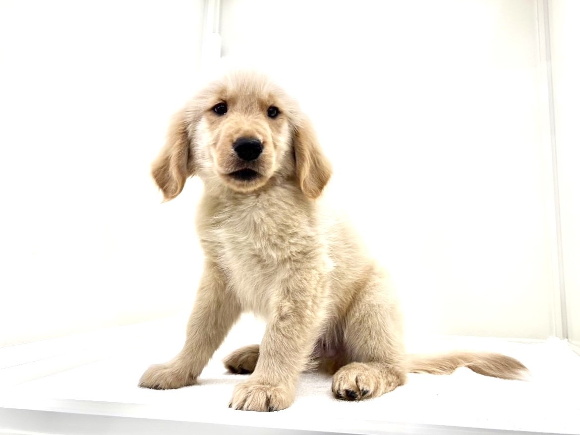東京都のゴールデンレトリバー (かねだい本町田店/2025年5月2日生まれ/男の子/ゴールデン)の子犬の2枚目の画像