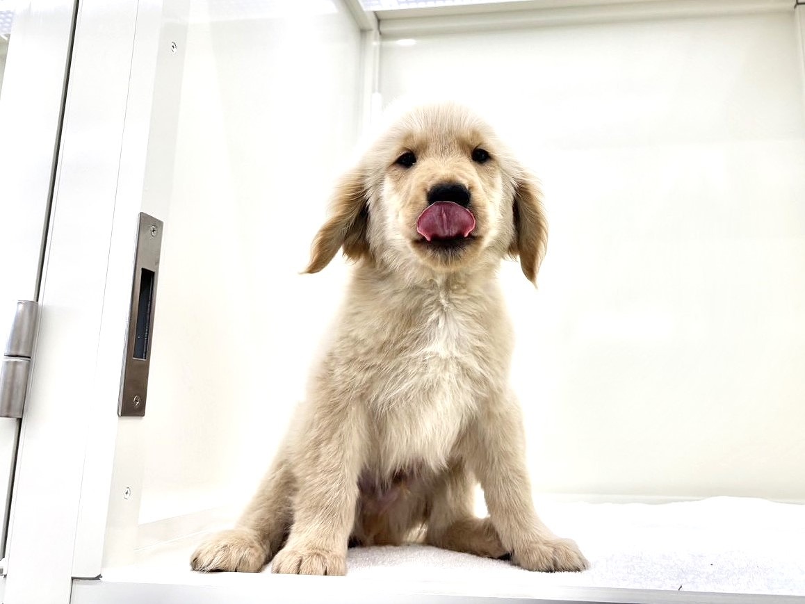 東京都のゴールデンレトリバー (かねだい本町田店/2025年5月2日生まれ/男の子/ゴールデン)の子犬の4枚目の画像