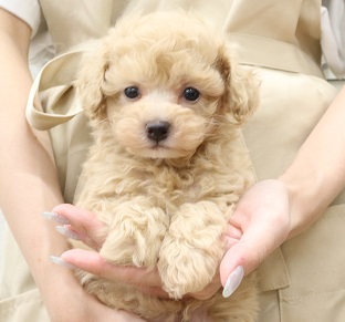 神奈川県のトイプードル(トイ) (かねだい伊勢原店/2025年5月8日生まれ/男の子/アプリコット)の子犬