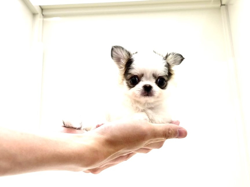 東京都のチワワ(ロング) (かねだい本町田店/2025年5月10日生まれ/男の子/パーティーカラー)の子犬の1枚目の画像