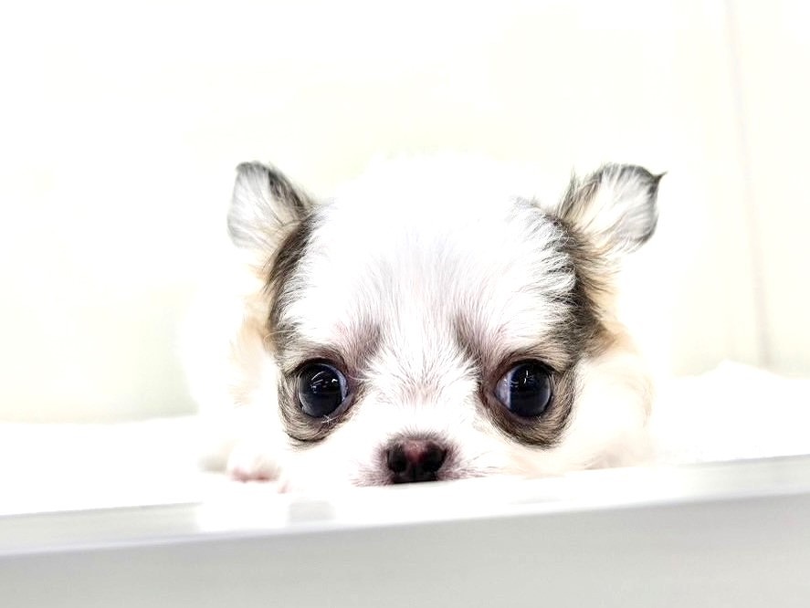 東京都のチワワ(ロング) (かねだい本町田店/2025年5月10日生まれ/男の子/パーティーカラー)の子犬の2枚目の画像