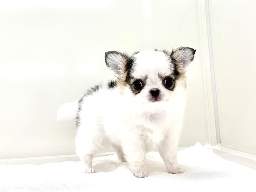 東京都のチワワ(ロング) (かねだい本町田店/2025年5月10日生まれ/男の子/パーティーカラー)の子犬の4枚目の画像