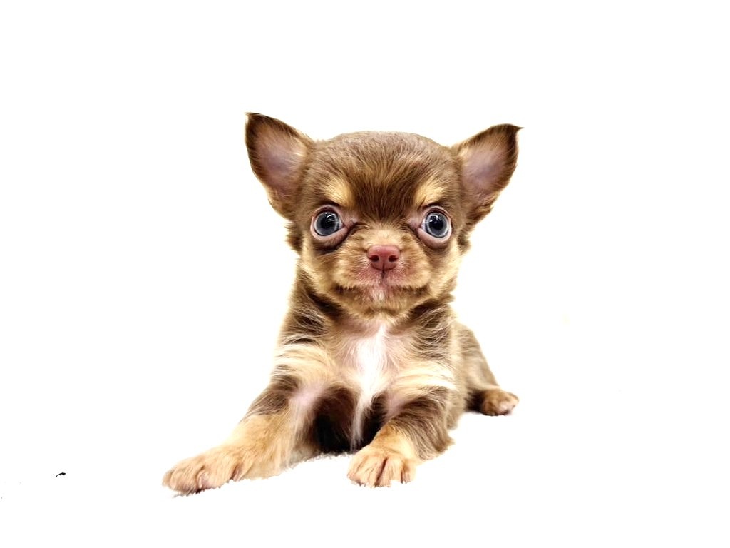 東京都のチワワ(ロング) (かねだい本町田店/2025年5月8日生まれ/男の子/チョコレートタン)の子犬の1枚目の画像