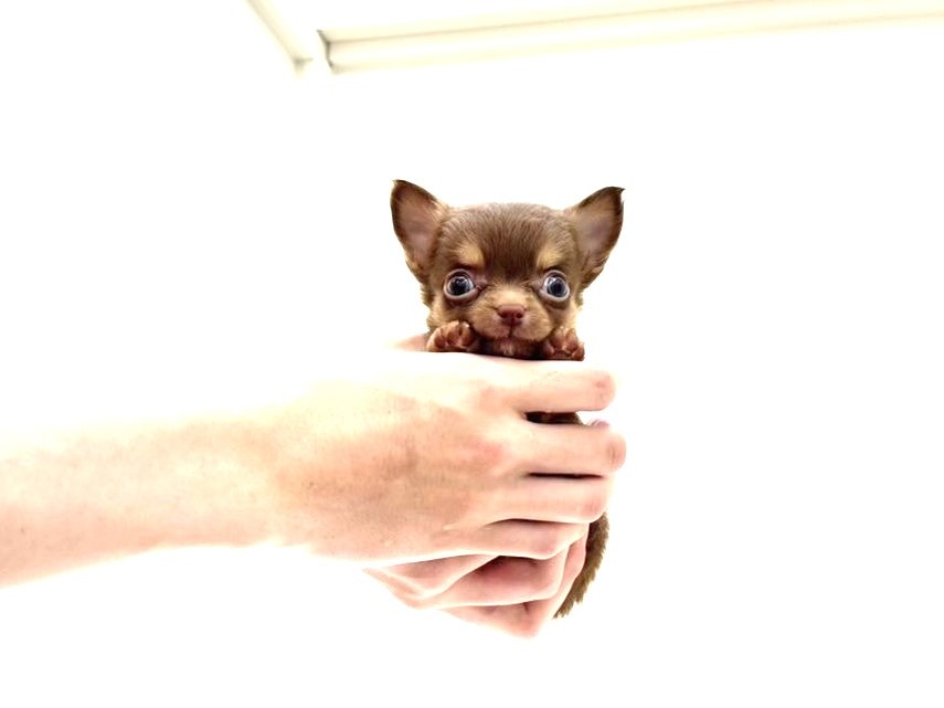 東京都のチワワ(ロング) (かねだい本町田店/2025年5月8日生まれ/男の子/チョコレートタン)の子犬の2枚目の画像