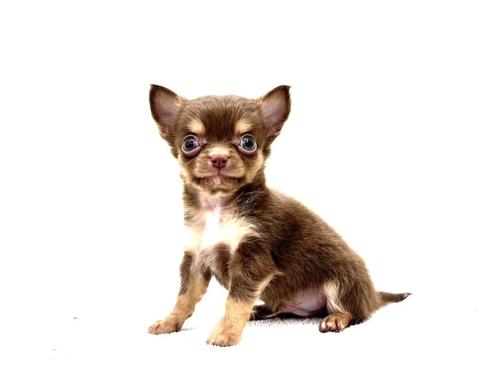 東京都のチワワ(ロング) (かねだい本町田店/2025年5月8日生まれ/男の子/チョコレートタン)の子犬の3枚目の画像