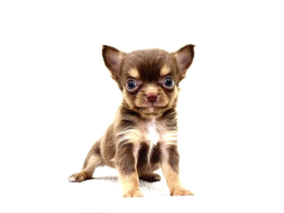 東京都のチワワ(ロング) (かねだい本町田店/2025年5月8日生まれ/男の子/チョコレートタン)の子犬の4枚目の画像
