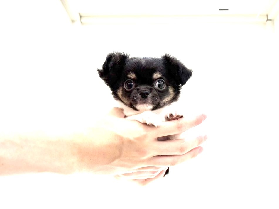 東京都のチワワ(ロング) (かねだい本町田店/2025年5月8日生まれ/男の子/ホワイトブラックタン)の子犬の4枚目の画像