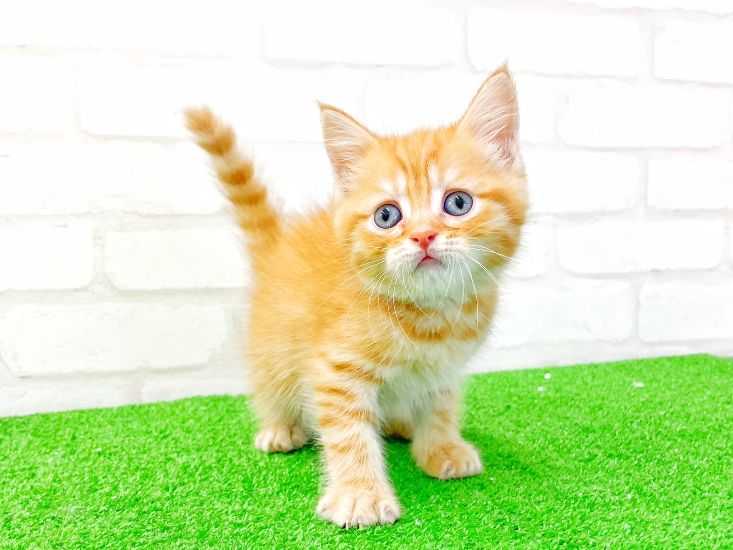 東京都のマンチカン (かねだい立川店/2025年5月10日生まれ/男の子/レッドタビー)の子猫の2枚目の画像