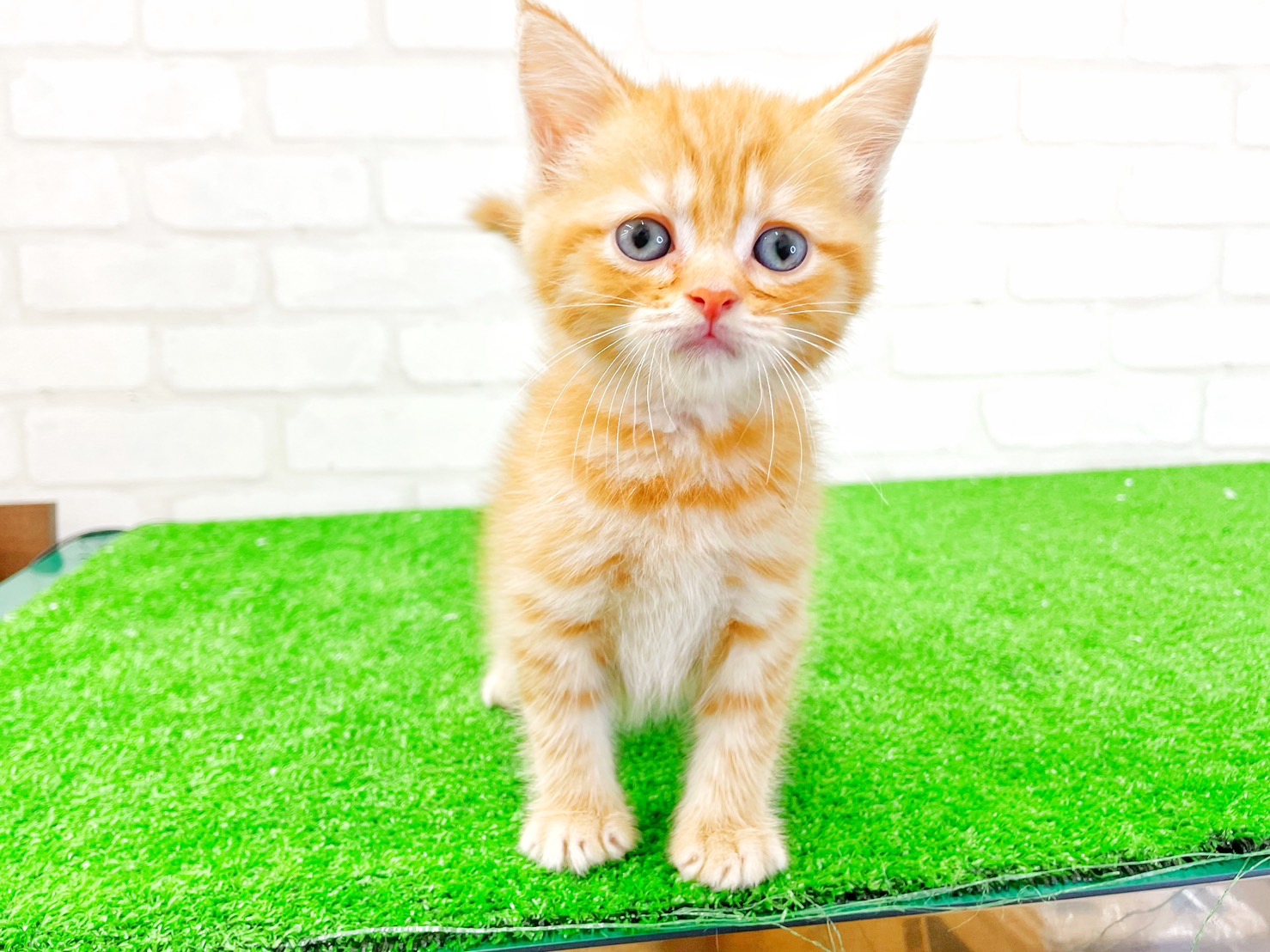 東京都のマンチカン (かねだい立川店/2025年5月10日生まれ/男の子/レッドタビー)の子猫の3枚目の画像