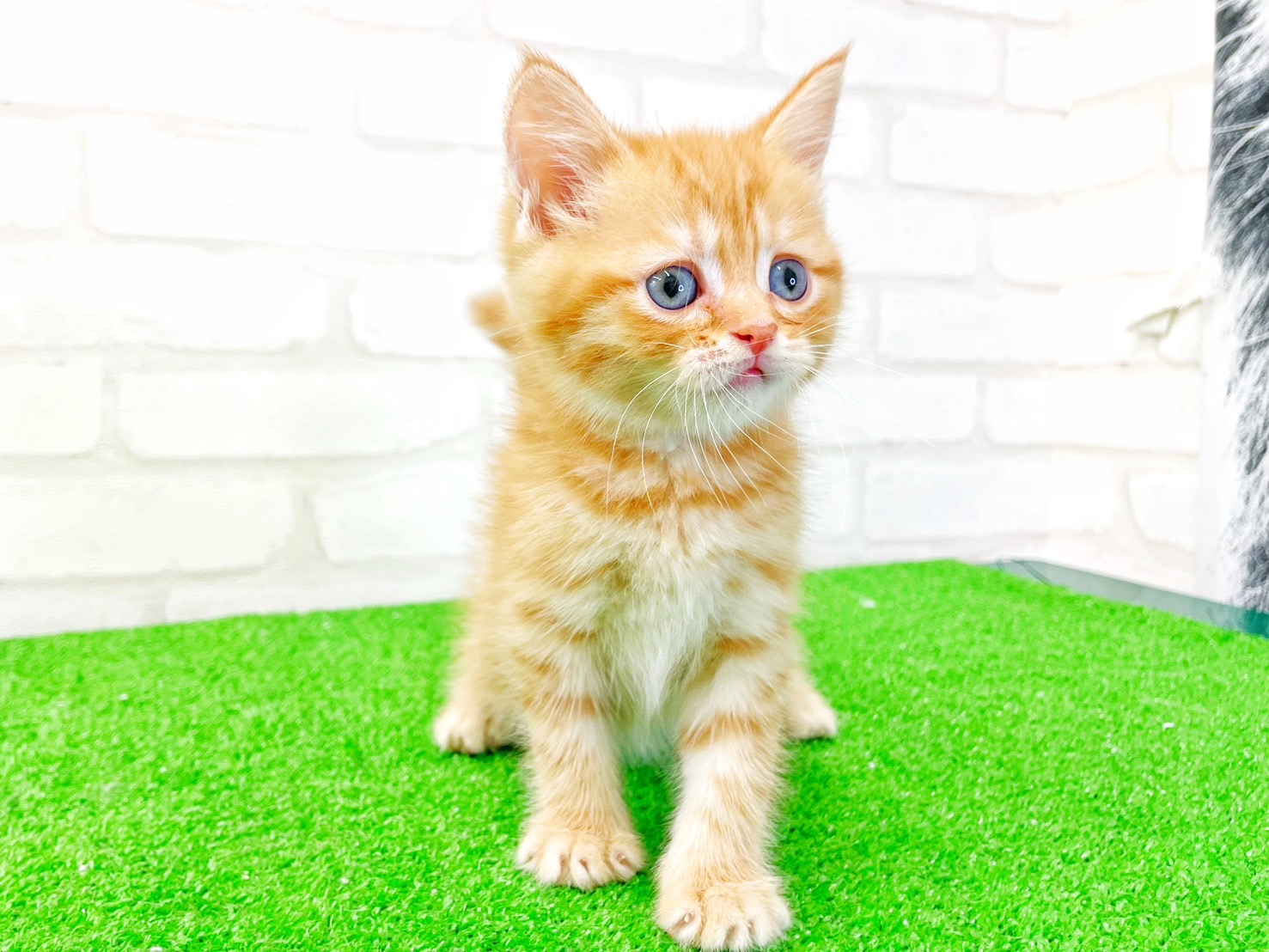 東京都のマンチカン (かねだい立川店/2025年5月10日生まれ/男の子/レッドタビー)の子猫の4枚目の画像