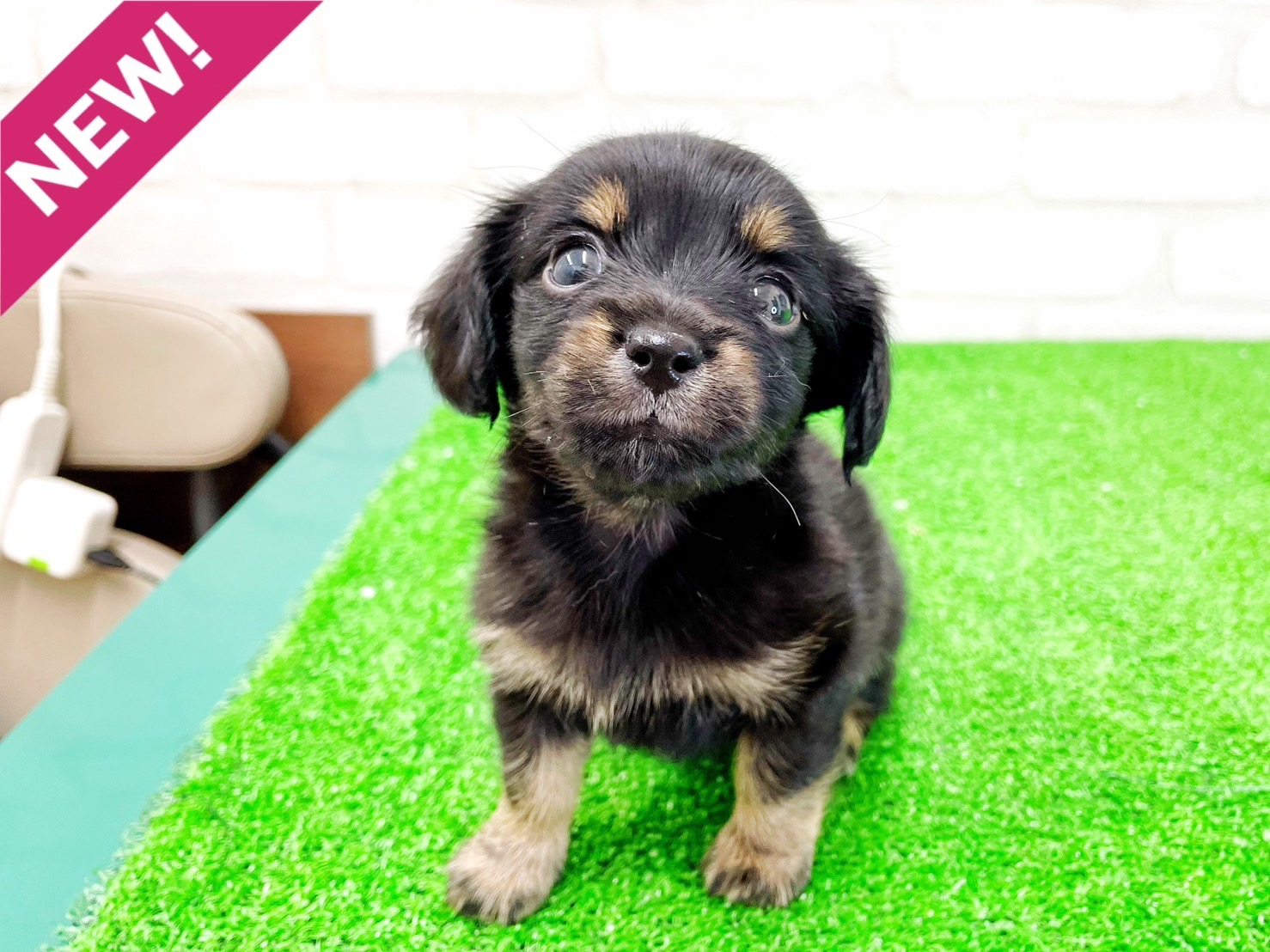 東京都のMIX犬　（父）チワワ、（母）カニヘンダックス (かねだい立川店/2025年5月10日生まれ/男の子/ブラックタンホワイト)の子犬の1枚目の画像