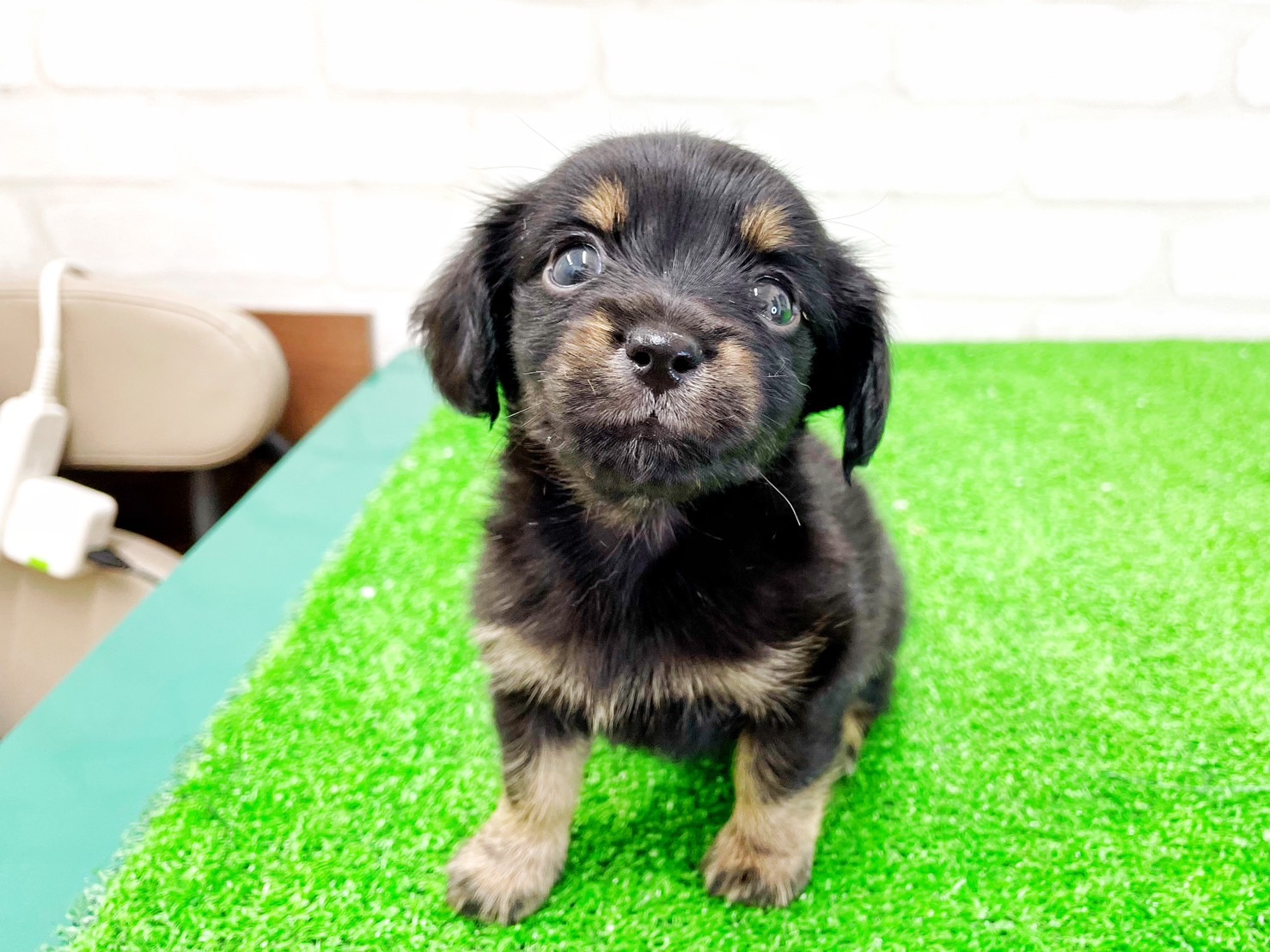 東京都のMIX犬　（父）チワワ、（母）カニヘンダックス (かねだい立川店/2025年5月10日生まれ/男の子/ブラックタンホワイト)の子犬の2枚目の画像